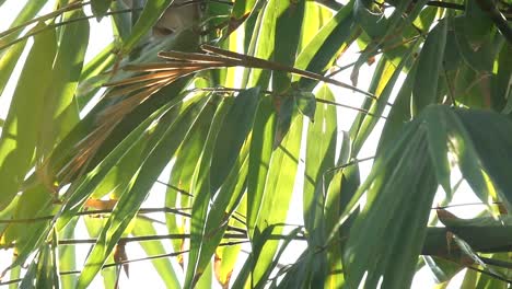 Bambus-Blätter-mit-Sonnenlicht-in-Chiangmai-Thailand