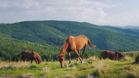 Mehrere-Pferde-weiden-in-einem-malerischen-Tal-vor-dem-Hintergrund-der-Berge.-Grüner-Tourismus-Konzept