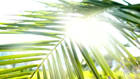 Sonnenlicht-schimmert-durch-den-Palmzweig,-entspannen-am-Meer