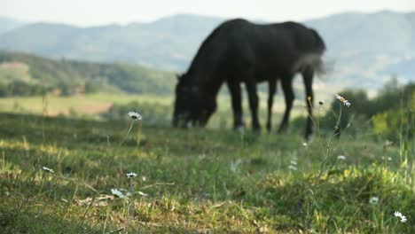 Friedliche-Landschaft-mit-Pferden