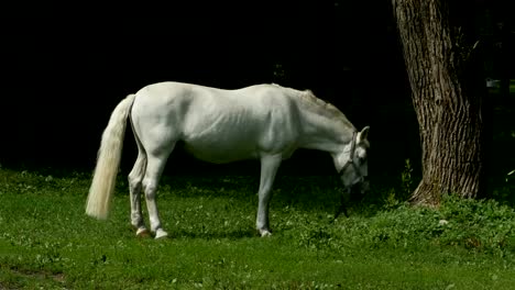 White-Horse-grazing-on-pasture