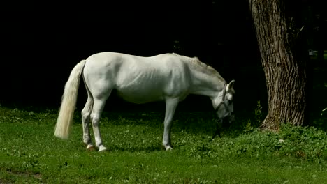 Weißes-Pferd-auf-der-Weide-grasen