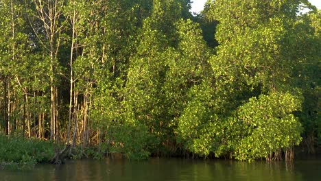 Bosque-de-manglares-en-Chanthaburi,-Tailandia