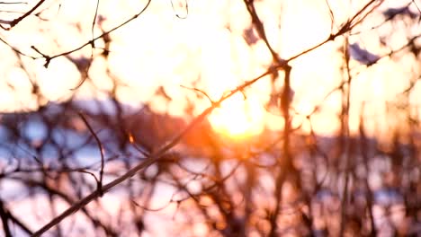 The-focus-of-the-camera-moves-along-the-branches,-the-sunset-rays-shine-through-the-branches-of-trees-and-bushes,-slow-motion