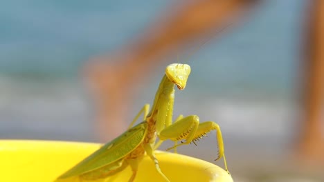 Mantis-am-Strand.