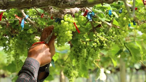 Close-up-hand-of-worker-picking-grapes-during-wine-harvest-in-vineyard.-Select-cutting-Non-standard-grapes-from-branch-by-Scissors.