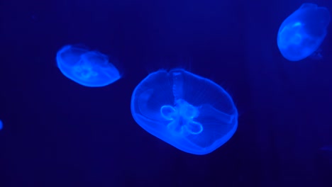 Slow-Motion-Fluorescence-Jellyfish-in-the-ocean-deep-at-blue-background