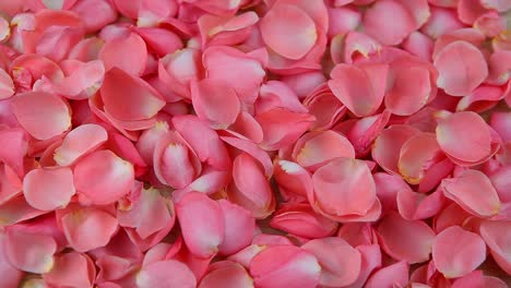 wooden-table-pink-rose-petals-hd-footage