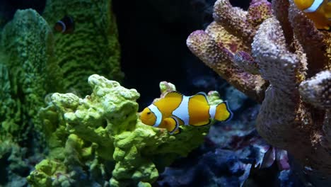 Clown-Anemonenfischen-im-Aquarium-auf-Dekoration-der-aquatischen-Pflanzen-Hintergrund.