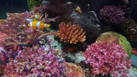 Hermosos-peces-en-el-acuario-con-decoración-de-acuático-plantas-de-fondo.