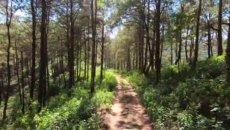 camino-áspero-en-la-aventura-extrema-de-forest.driving.