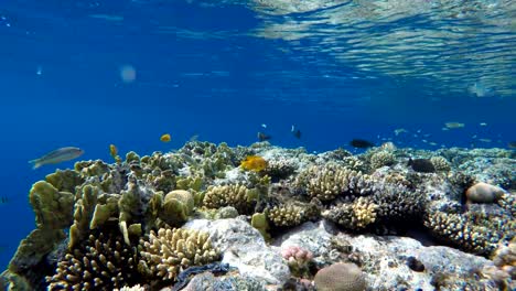 Buceo.-Peces-tropicales-y-arrecife-de-coral.-Vida-submarina-en-el-océano.