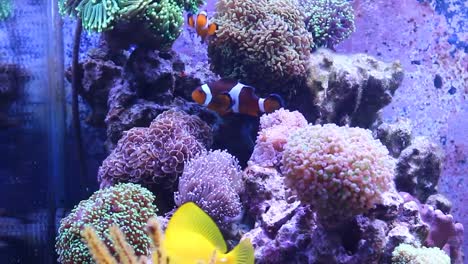 Escena-del-acuario-de-arrecife-de-coral