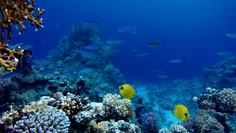 Arrecife-de-coral.-La-vida-marina-de-peces-tropicales.-Video-bajo-el-agua.