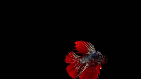 Super-slow-motion-of-red-Siamese-fighting-fish-(Betta-splendens),-well-known-name-is-Plakat-Thai