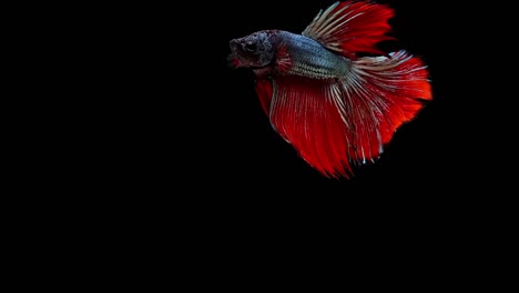 Super-slow-motion-of-red-Siamese-fighting-fish-(Betta-splendens),-well-known-name-is-Plakat-Thai