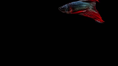 Super-slow-motion-of-red-Siamese-fighting-fish-(Betta-splendens),-well-known-name-is-Plakat-Thai