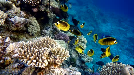 The-ocean-and-the-corals.-Colorful-tropical-fish.