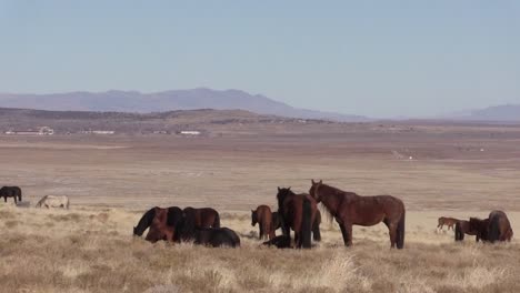 Wilde-Pferde-in-der-Wüste-von-Utah