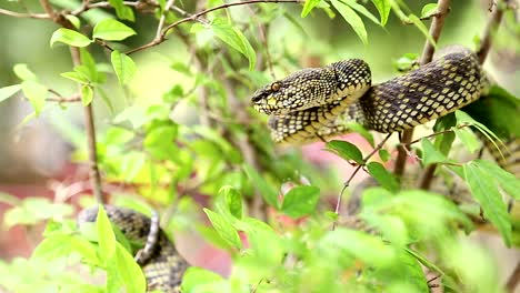 shore-pit-viper-on-the-tree