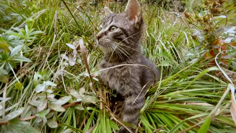 gray-little-wild-cat-hiding-in-high-grass-in-a-forest,-close-up
