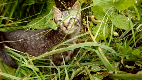 gris-gatito-gato-ahogado-en-hierba-alta-en-un-bosque,-primer-plano