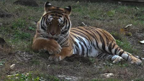 El-tigre-siberiano-está-descansando