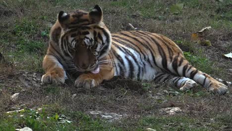 Der-sibirische-Tiger-ruht