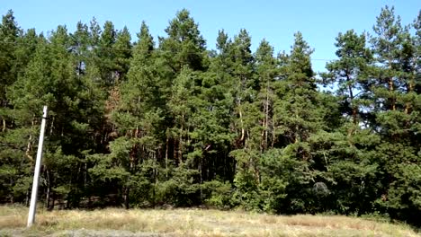 Bosque-de-pinos.