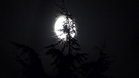 full-moon-and-a-pine-tree