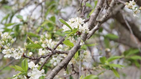 flores-de-ciruela-blancas-movidos-por-el-viento-en-primavera