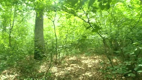 Caminar-en-el-bosque.-Caminar-sobre-la-madera.