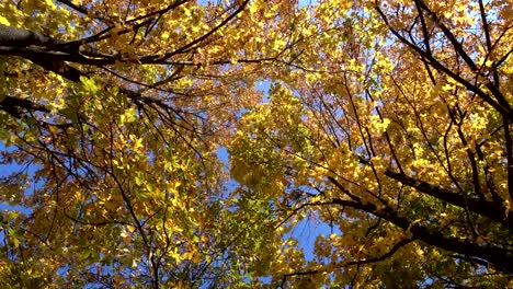 rotating-maple-trees-with-falling-leaves,-high-angle-view