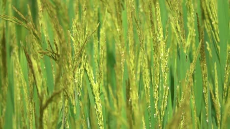 SLOW-MOTION:-Gentle-fall-winds-blow-over-the-rice-paddy-in-the-sunny-Vietnam.