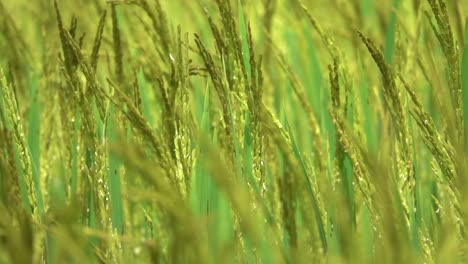 MACRO,-DOF:-Detailed-view-of-green-rice-ready-for-harvest-rustling-in-the-wind.