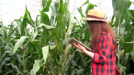 Agricultores-asiáticos-alegre