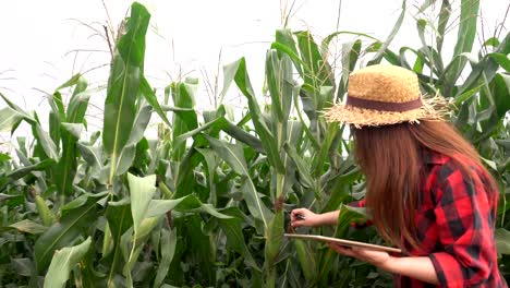 Agricultores-asiáticos-alegre