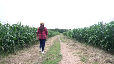 Agricultores-asiáticos-alegre