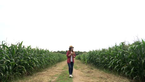 Agricultores-asiáticos-alegre