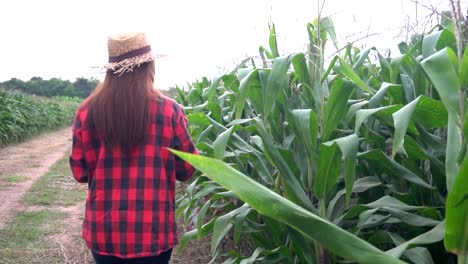 Agricultores-asiáticos-alegre