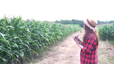 Agricultores-asiáticos-alegre