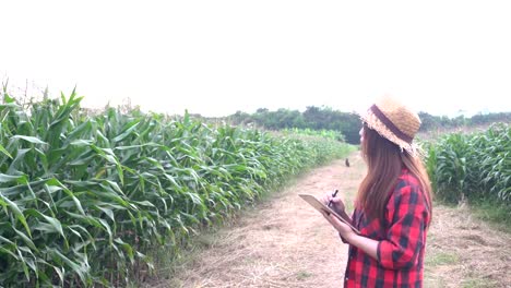 Agricultores-asiáticos-alegre