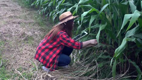 Agricultores-asiáticos-alegre