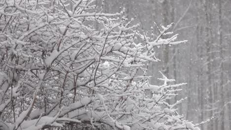 Snow-falling-in-front-of-forest.