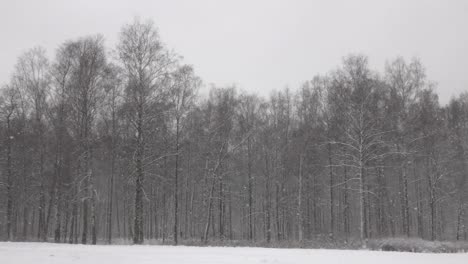 Snow-falling-in-front-of-forest.