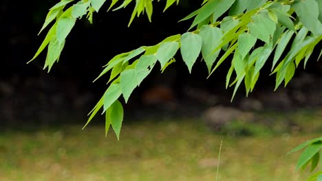 Leaf-on-branch-in-public-park.