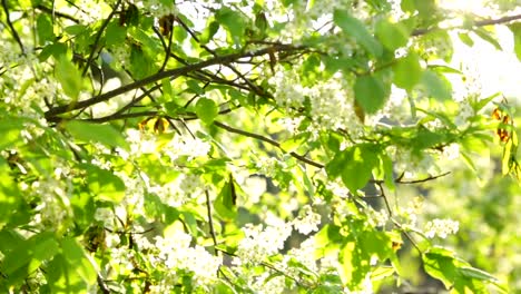 Bird-cherry-tree-in-sunlight