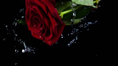 The-falling-rose-on-a-black-background.-Slow-motion.