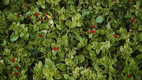 Green-flowerbed.-Green-flowerbed-near-the-tree