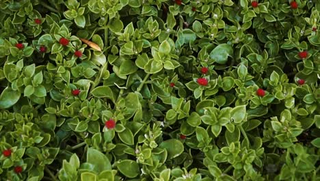 Green-flowerbed.-Green-flowerbed-near-the-tree